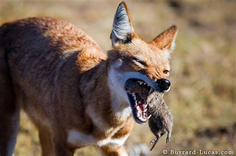 Wolf with Rat - Burrard-Lucas Photography