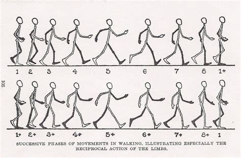 Image result for walk chart animation ... | Walking animation, Animated ...