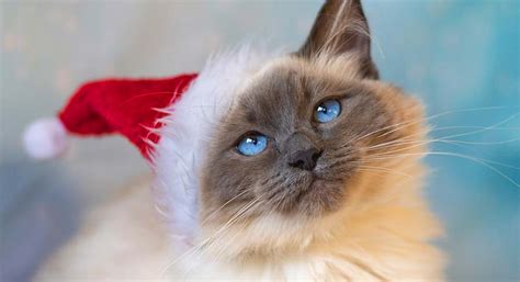 Blue Point Ragdoll - Elegance And Affection In One Fluffy Package!