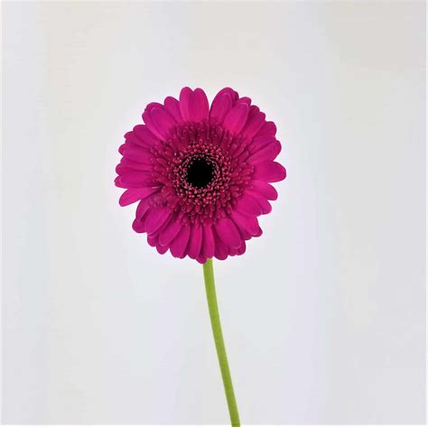 GERBERA DAISY- MINI PURPLE - Wholesale Bulk Flowers - Cascade Floral