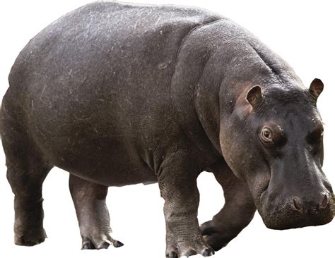 Hippo Png Transparent Images High-Quality Png