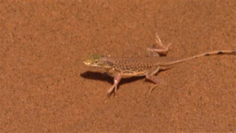 sand lizard Stock Footage Video (100% Royalty-free) 3551024 | Shutterstock