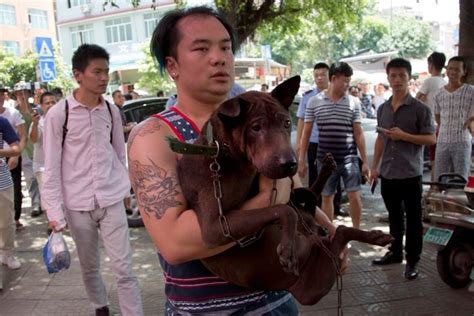 Dog-meat festival held in China despite protests | CBC News