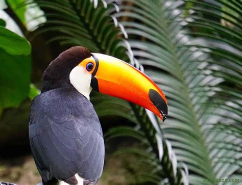 Qué es la selva y cuáles sus características, flora y fauna