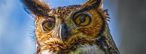 Amazing Facts About Owl Eyes | American Bird Conservancy