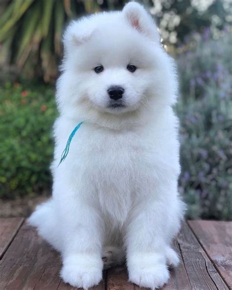 a small white dog sitting on top of a wooden table