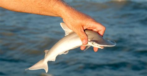 What’s a Baby Hammerhead Shark Called + 4 More Facts! - A-Z Animals