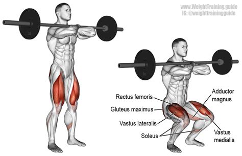 Back Squats vs. Front Squats: Which Is Better? | CalorieBee