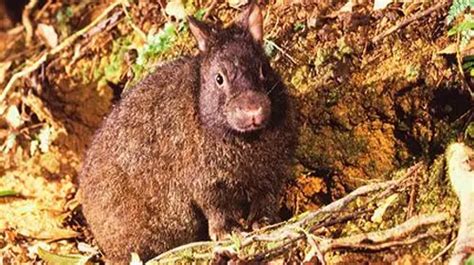 Amami rabbit - Characteristics, Habitat & Breeding - Endangered Species