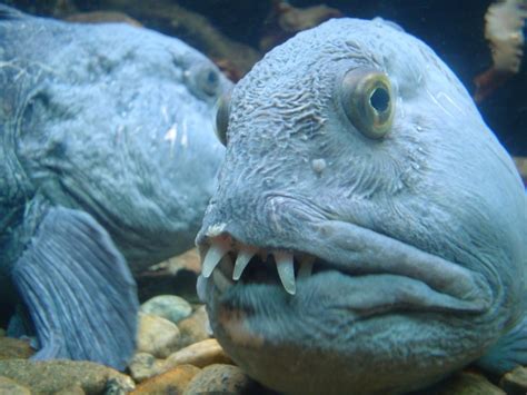 Six Weird Fish With Even Stranger Teeth | Featured Creature