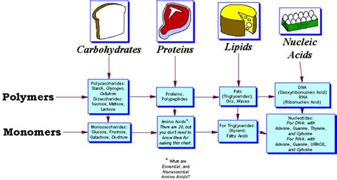 biomolecules - my sites