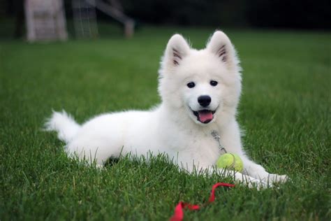 [9+] 5 Months Old Cheap Samoyed Dog Puppy For Sale Or Adoption Near Me ...