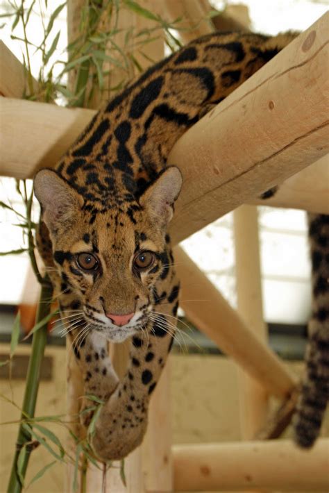 Paws to Consider: More Clouded Leopard Cub Photos