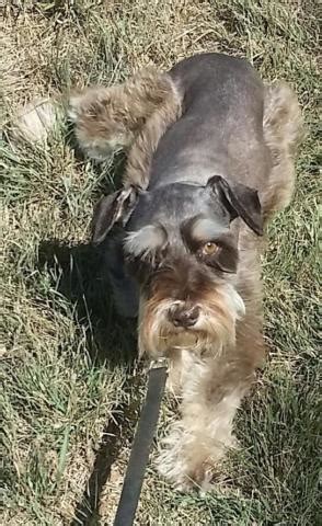 liver and tan schnauzer for Sale in Grandview, Texas Classified ...