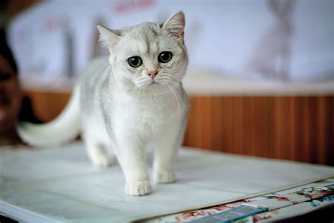 See the Cutest Cat Breeds as Kittens | Reader's Digest