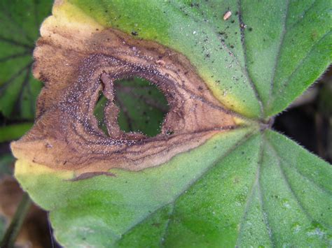 Gray mold in the flower garden | UMN Extension