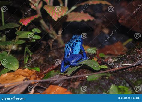 Blue Frog stock photo. Image of blue, plant, wildlife - 7258524