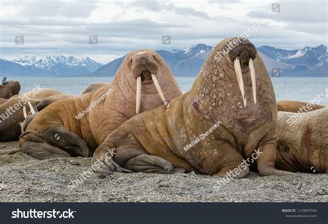 1,087 Male Walrus Images, Stock Photos, 3D objects, & Vectors ...