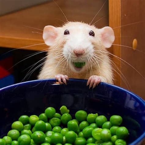 12 Photos That Will Change Your Mind About Rats | PETA