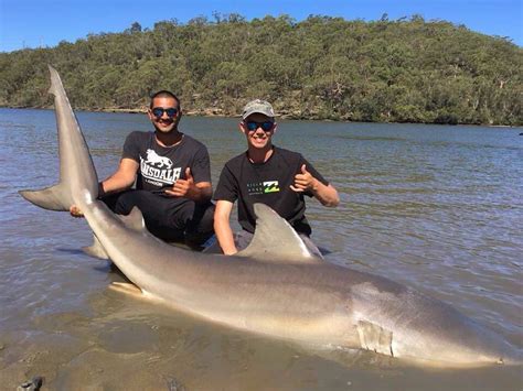 Two fishermen catch 3.5 metre bull shark in Georges River at Picnic ...