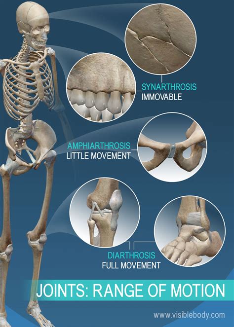 Joints and Ligaments | Learn Skeleton Anatomy