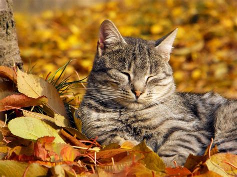 Cats Autumn Wallpapers - Wallpaper Cave