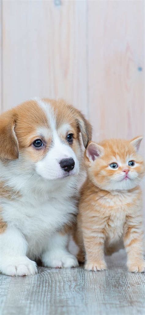 Aggregate more than 69 cute cat and dog wallpaper super hot - in.cdgdbentre