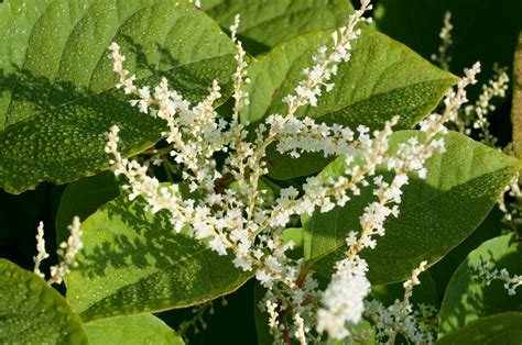 Japanese Knotweed (Polygonum Cuspidatum) Health Benefits [Itadori Tea ...