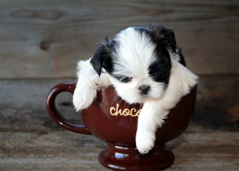 Everything You Should Know About The Courageous Teacup Shih Tzu - K9 Web