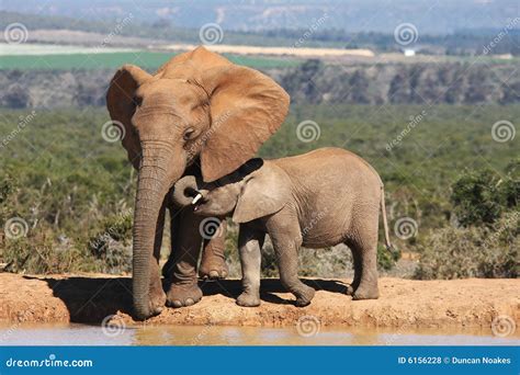 Elephant Mother and Baby stock photo. Image of tusk, baby - 6156228