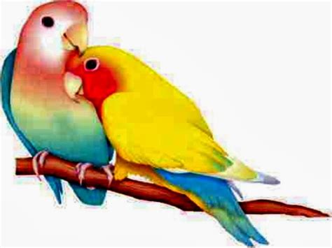 Couple Love Birds Wallpaper HD - HD wallpaper