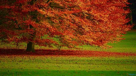 Autumn Trees Wallpapers - Wallpaper Cave