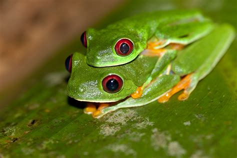 Red Eyed Tree Frog Wallpaper - WallpaperSafari