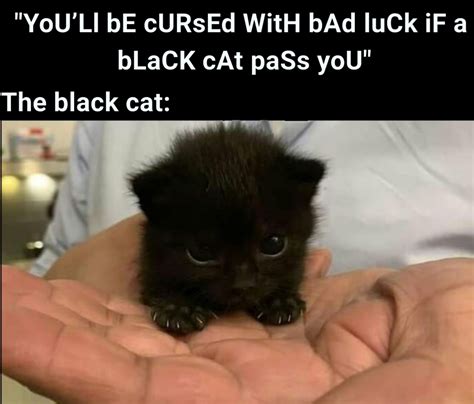 Black Cat Meme / The pet collective is home to the top trending clips ...