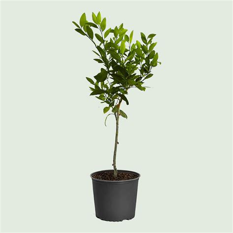 8 Best Indoor Fruit Trees | Fruits to Grow Indoors Year-Round