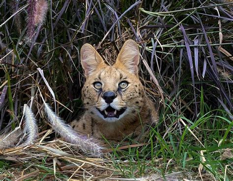 Open Day And Tours At The Wild Cat Conservation Centre