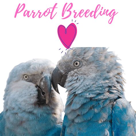 Parrot breeding - Is it hard to breed parrots? parakeet breeding