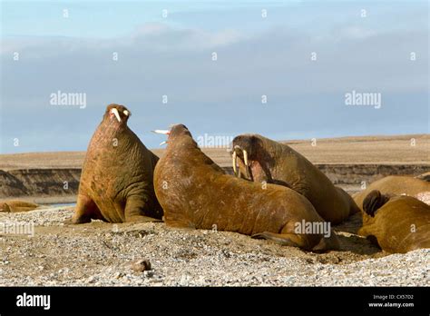 Male walrus fighting hi-res stock photography and images - Alamy