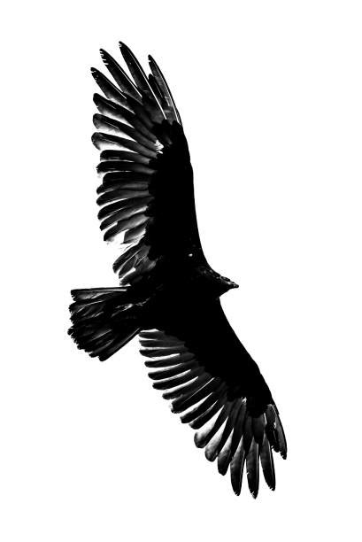 Vulture Flying Stock Photos, Pictures & Royalty-Free Images - iStock