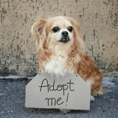 Pet Adoption: Senior Dog Edition - DGP For Pets