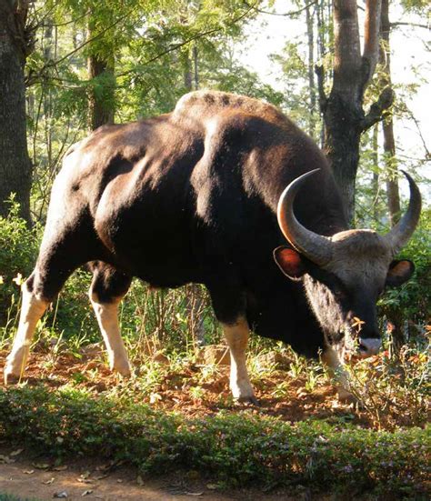 A gaur in my garden | Current Conservation