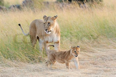 African lion cub | Stock image | Colourbox