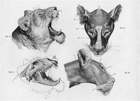 Drawing Images Of Animals