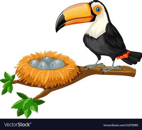 Toucan and eggs in nest Royalty Free Vector Image