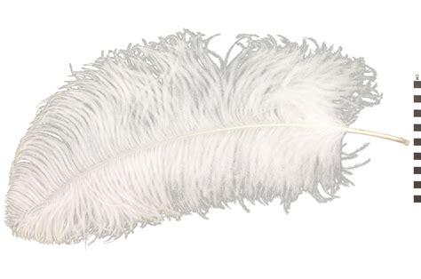 Ostrich, Ostrich feathers | Smithsonian Institution