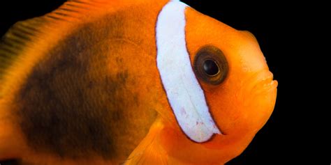 Clownfish Taxonomy Itis - Unique Fish Photo