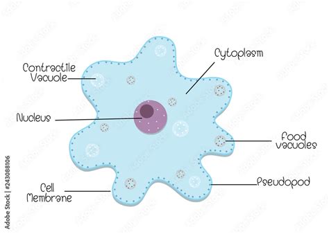 The structure and diagram of amoeba Stock Vector | Adobe Stock