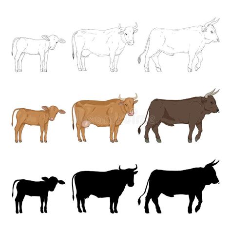 Cow, Bull and Calf. Sketch, Cartoon and Silhouette Illustration Set ...