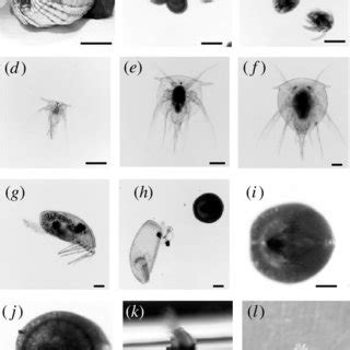 (PDF) Larval development and settlement of a whale barnacle