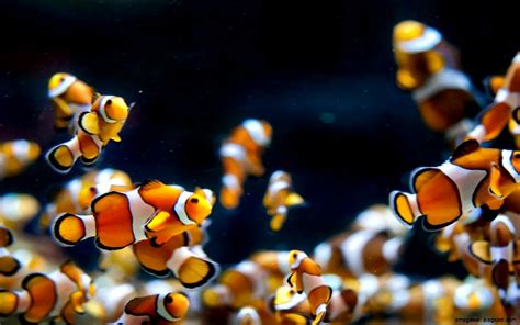 Aquarium Fish Hd Wallpapers | Mega Wallpapers